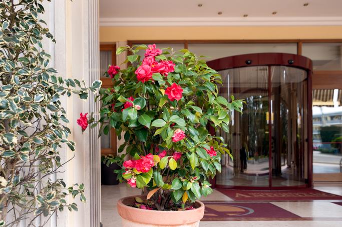 Hotel Terme Antoniano | Montegrotto Terme |  - 6